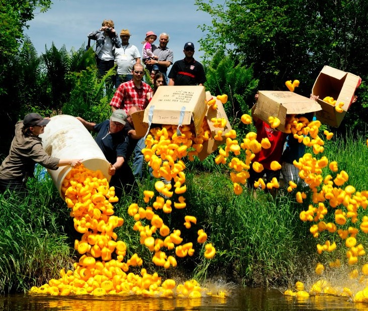 Course aux canards